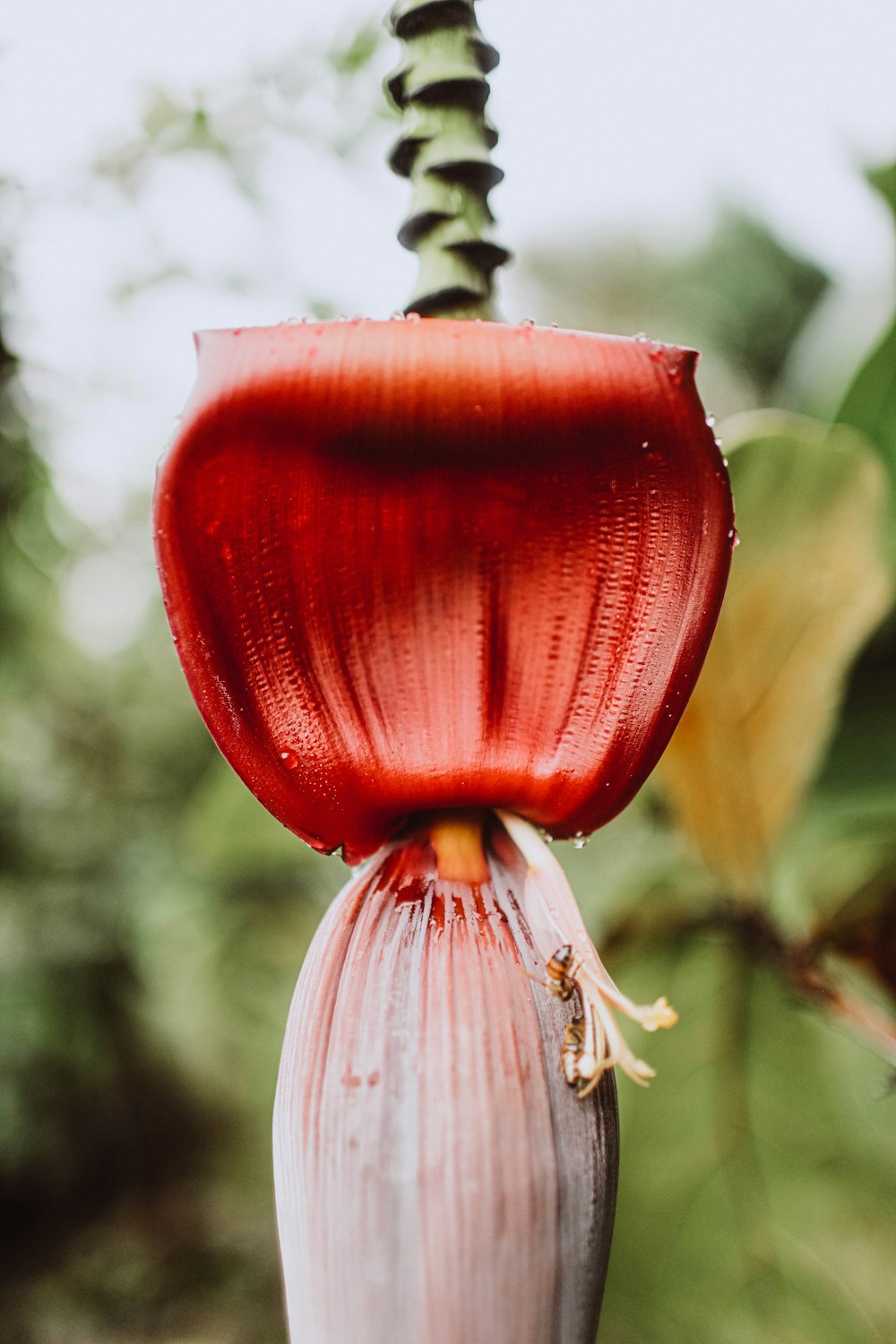 a red flower with a green stem