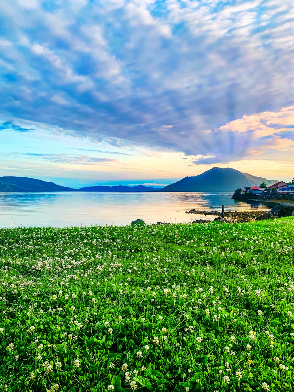 a field of flowers next to a body of water