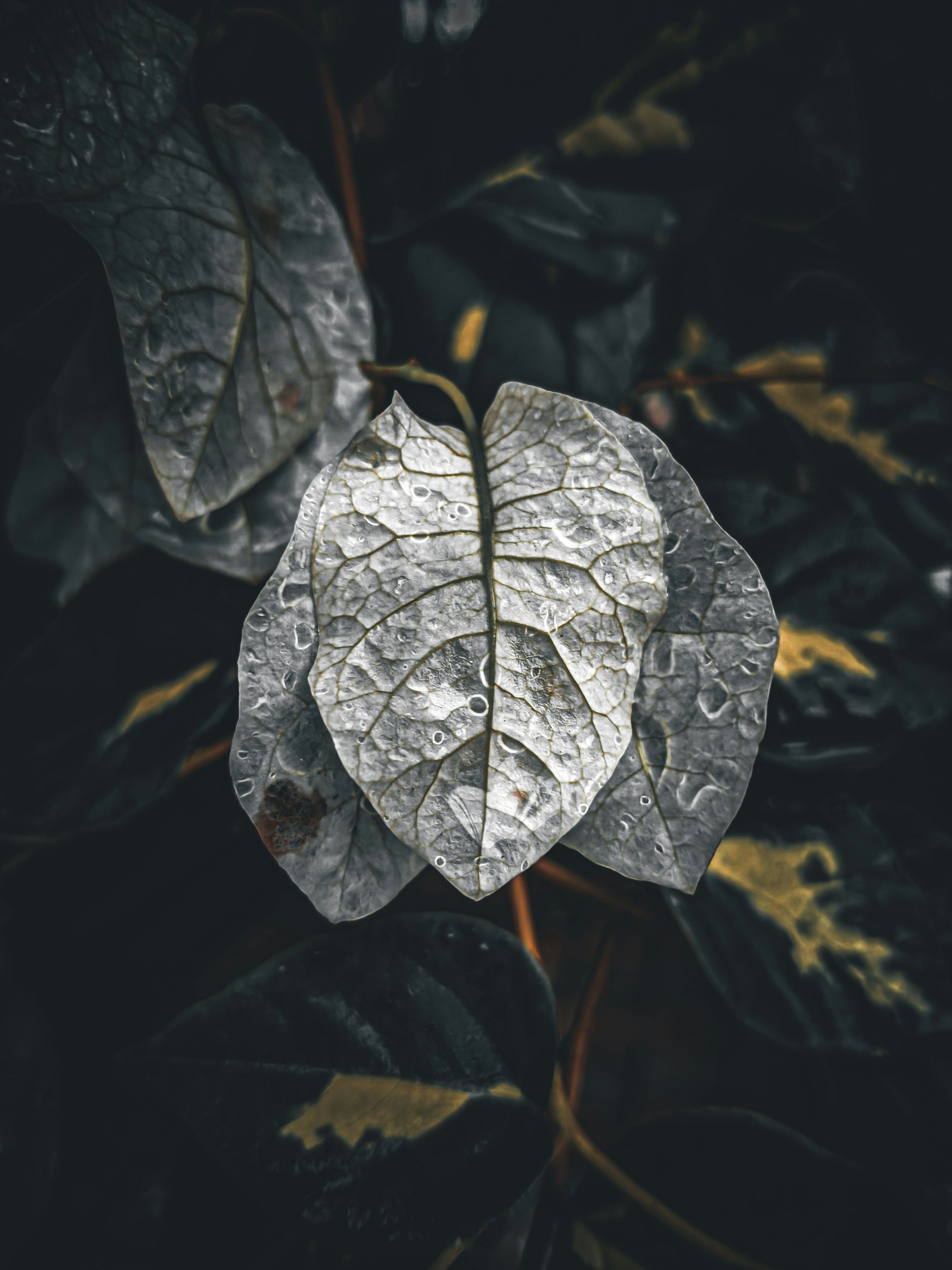 Photo by ankit_pai_n