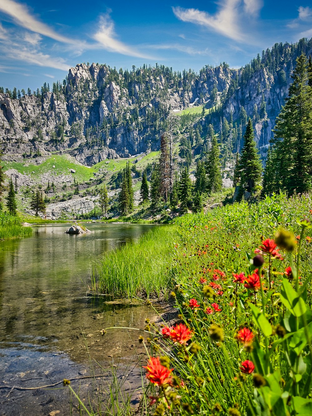 a river with flowers and trees