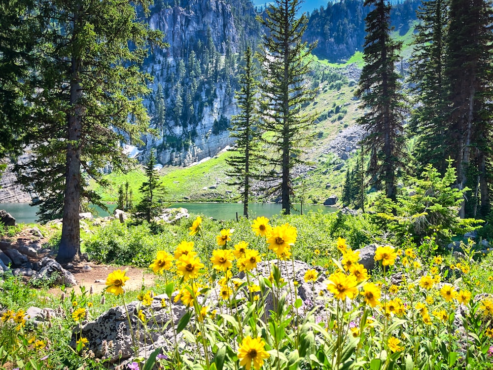 a beautiful landscape with yellow flowers