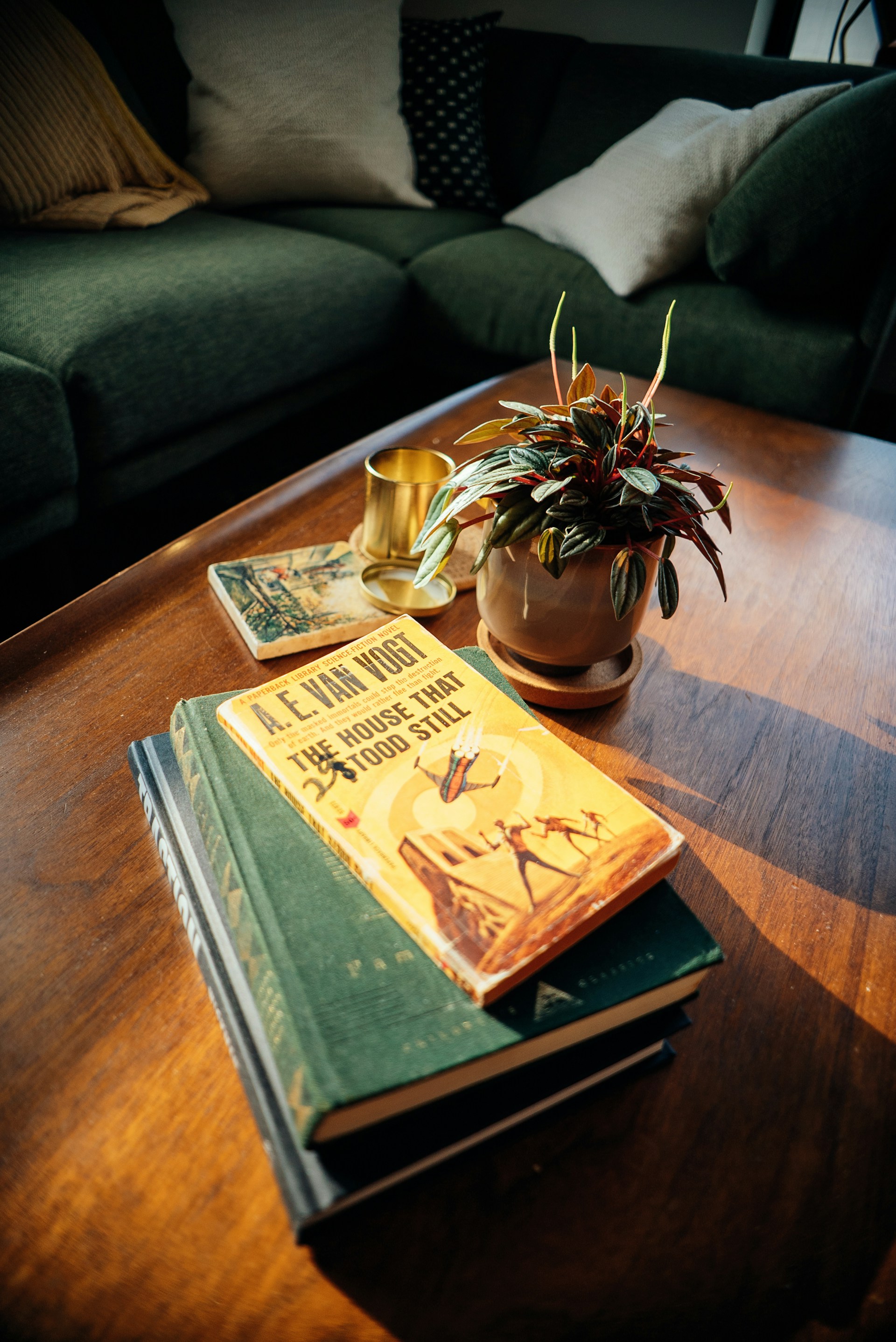 a plant in a pot on a table