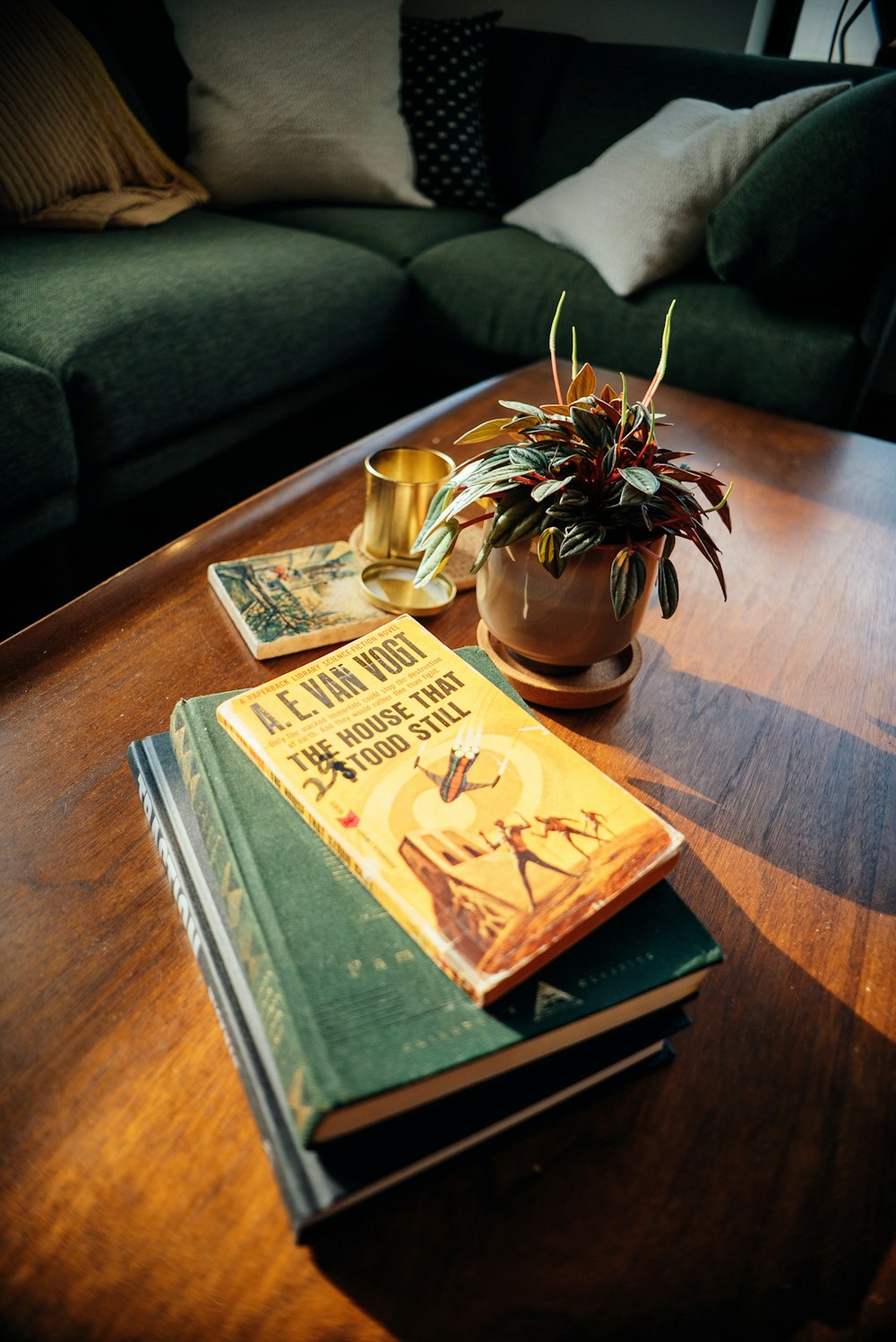 a plant in a pot on a table