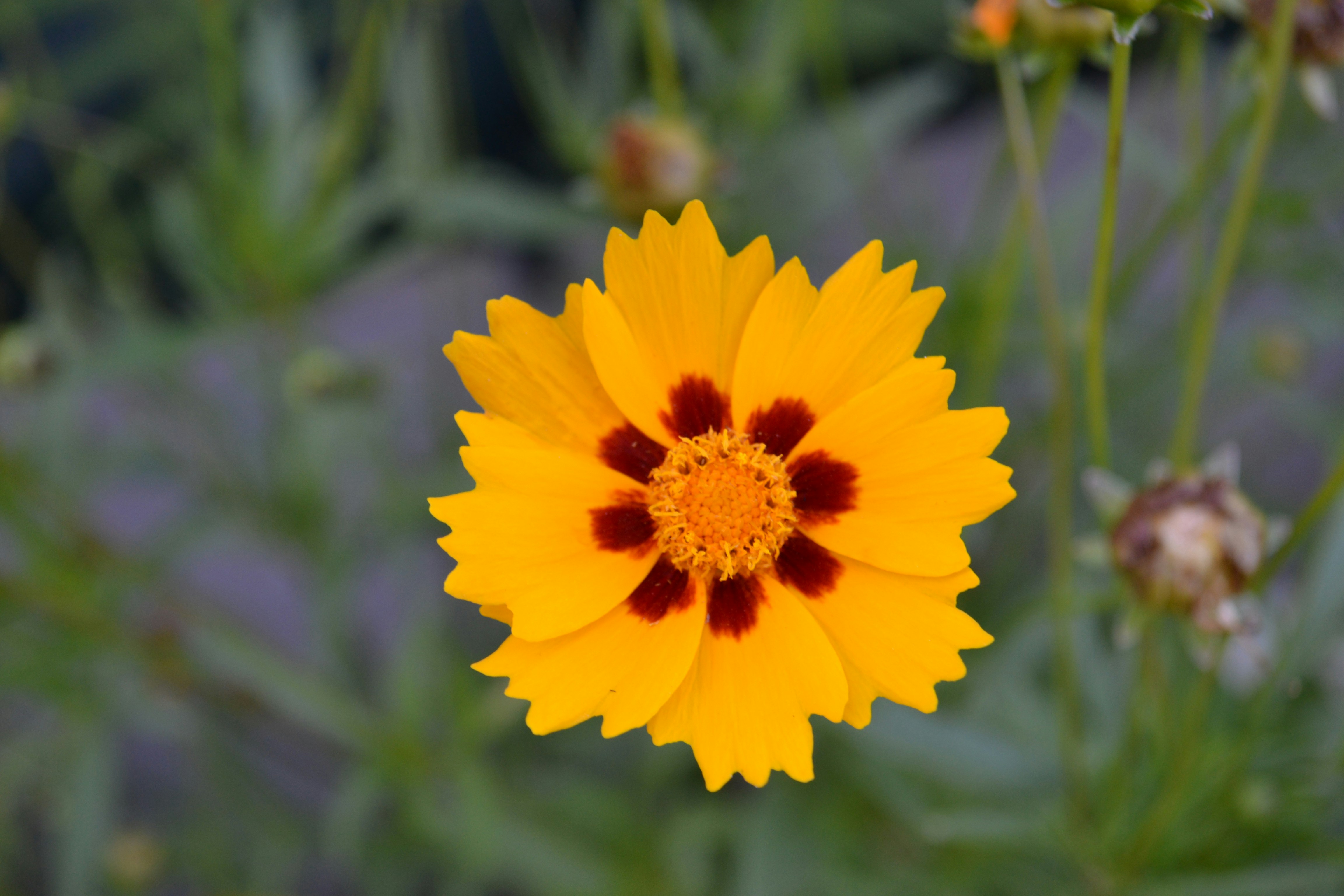 Photo by markagardphoto