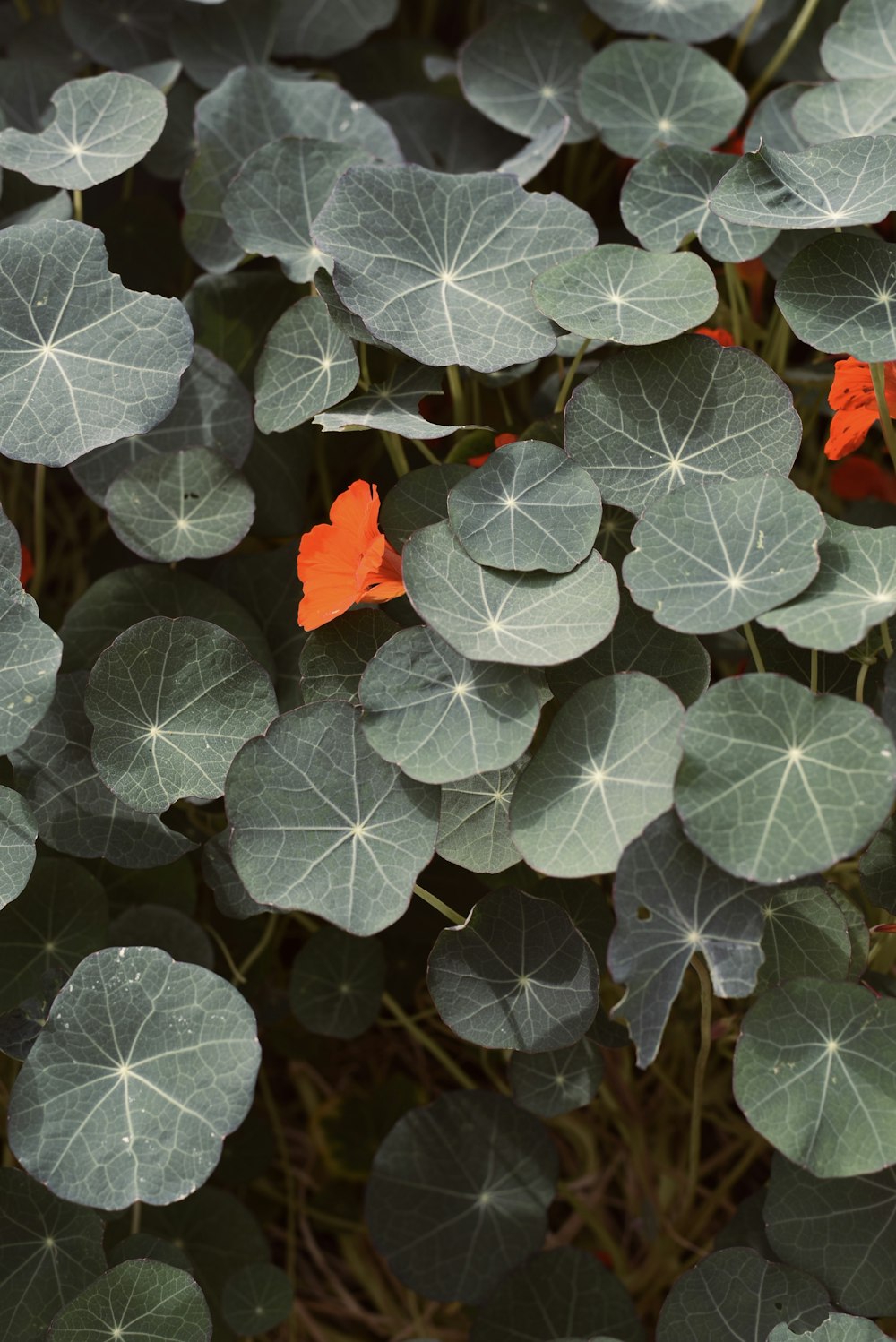 a group of leaves