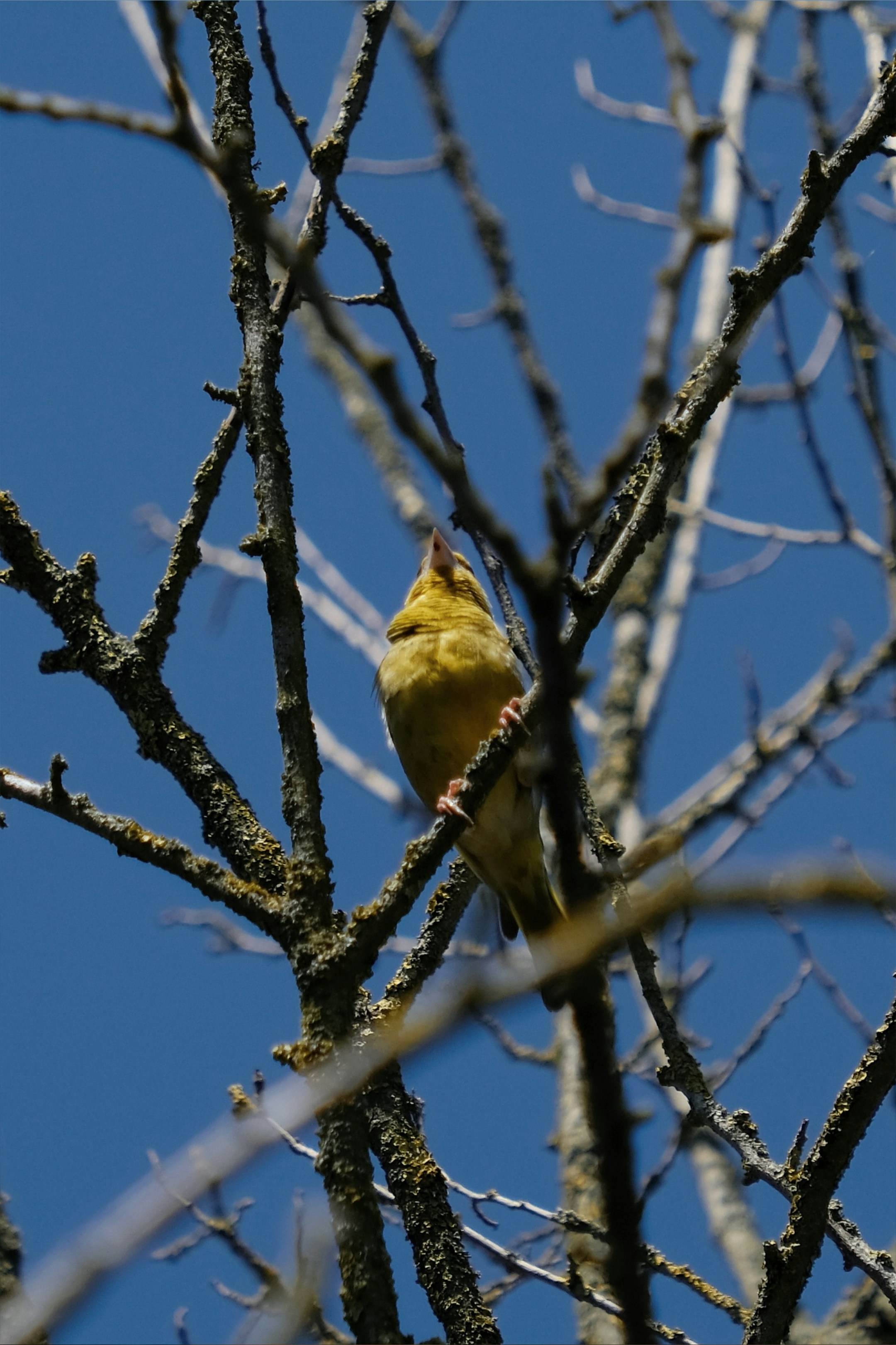a bird sitting on a tree branch