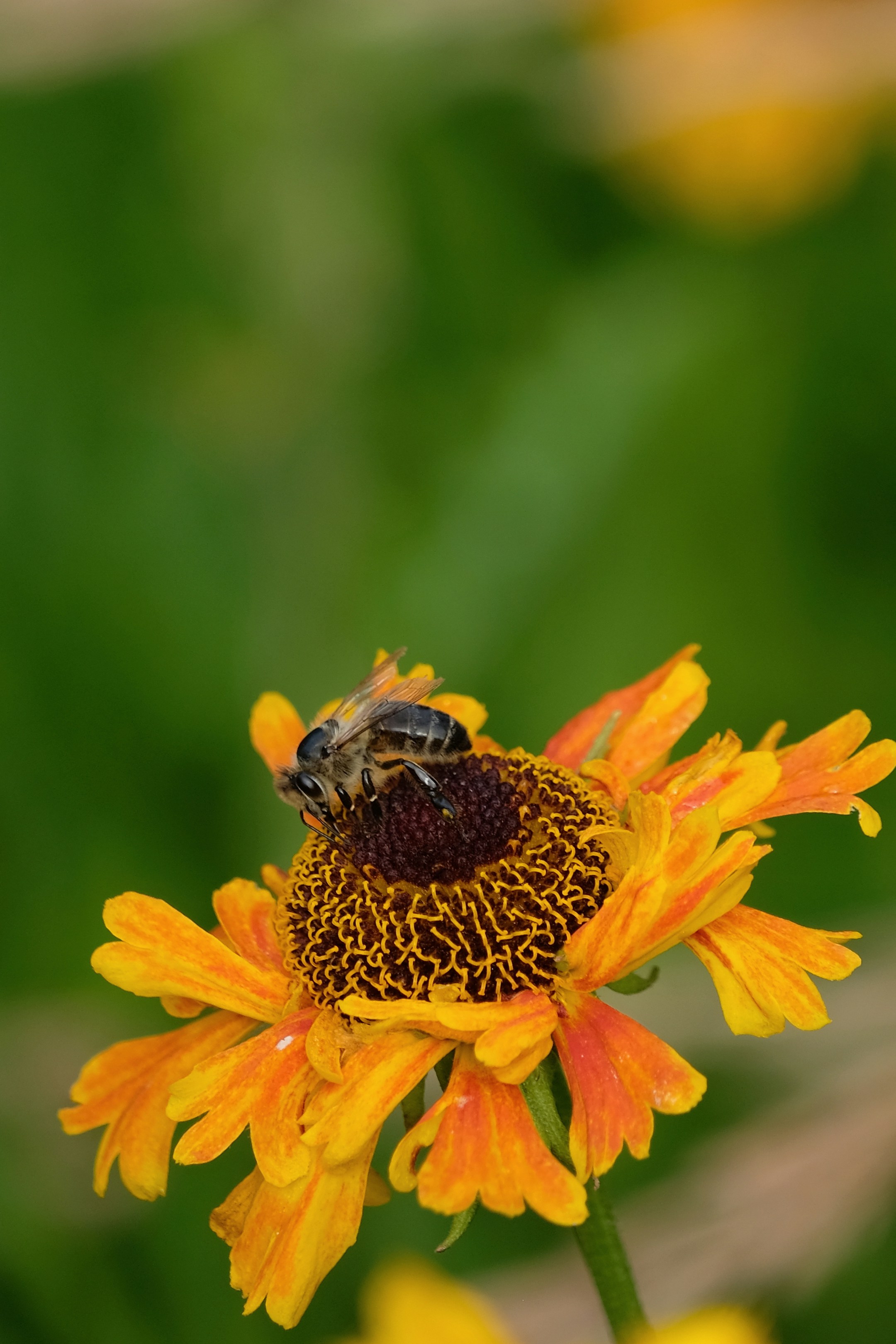a bee on a flower