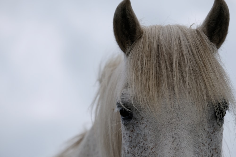 Ein weißes Pferd mit langer Mähne