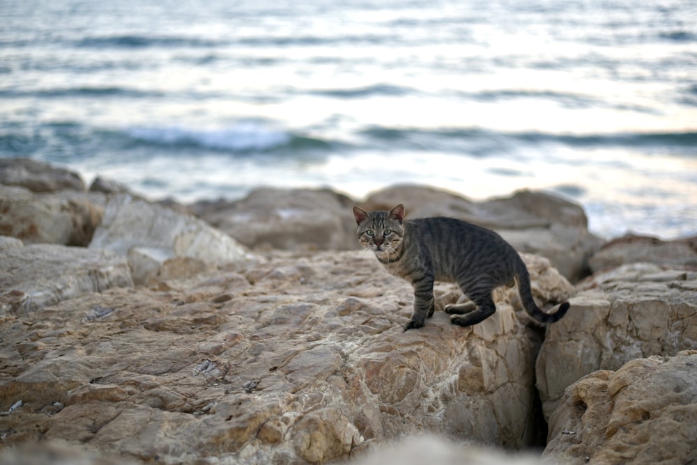 a cat walking on a rocky beach