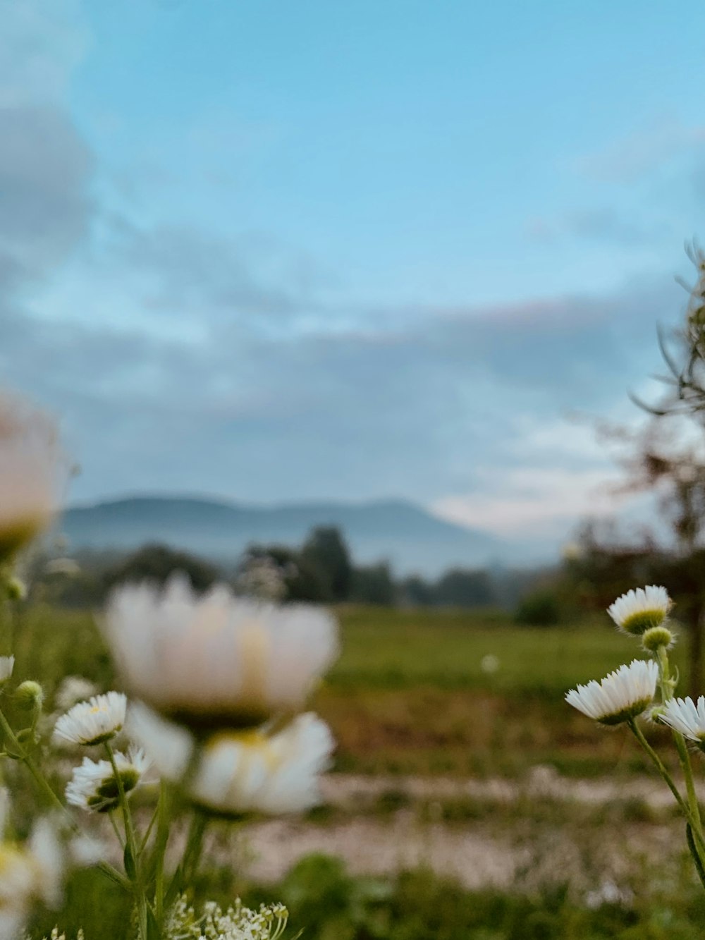 a close-up of some flowers