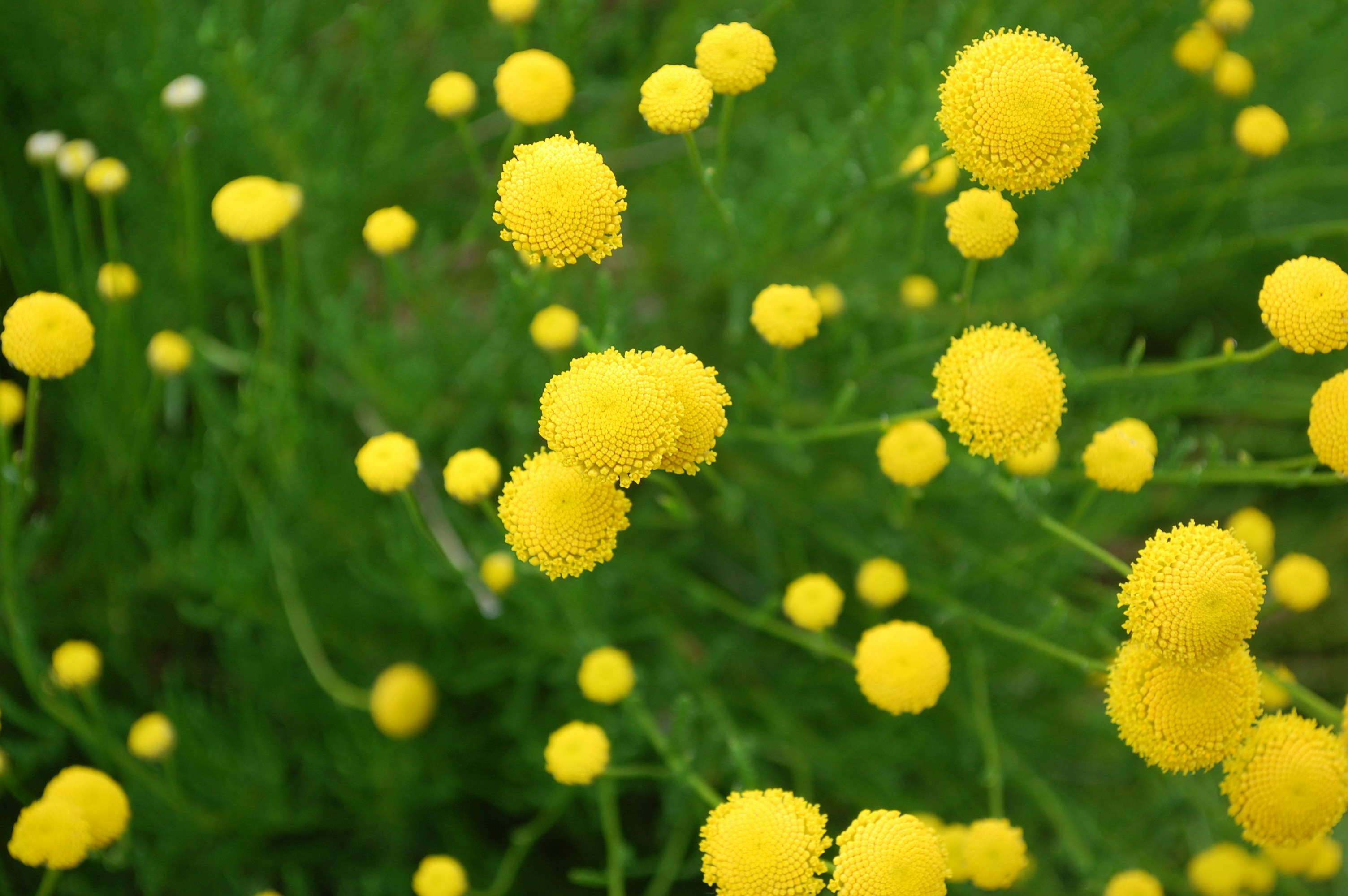 Photo by jackieburtch