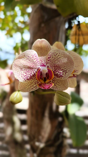 a flower with a pink center