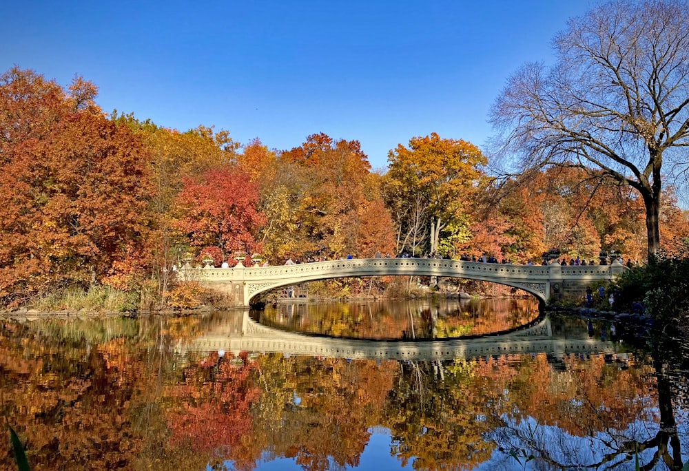 a body of water with trees around it