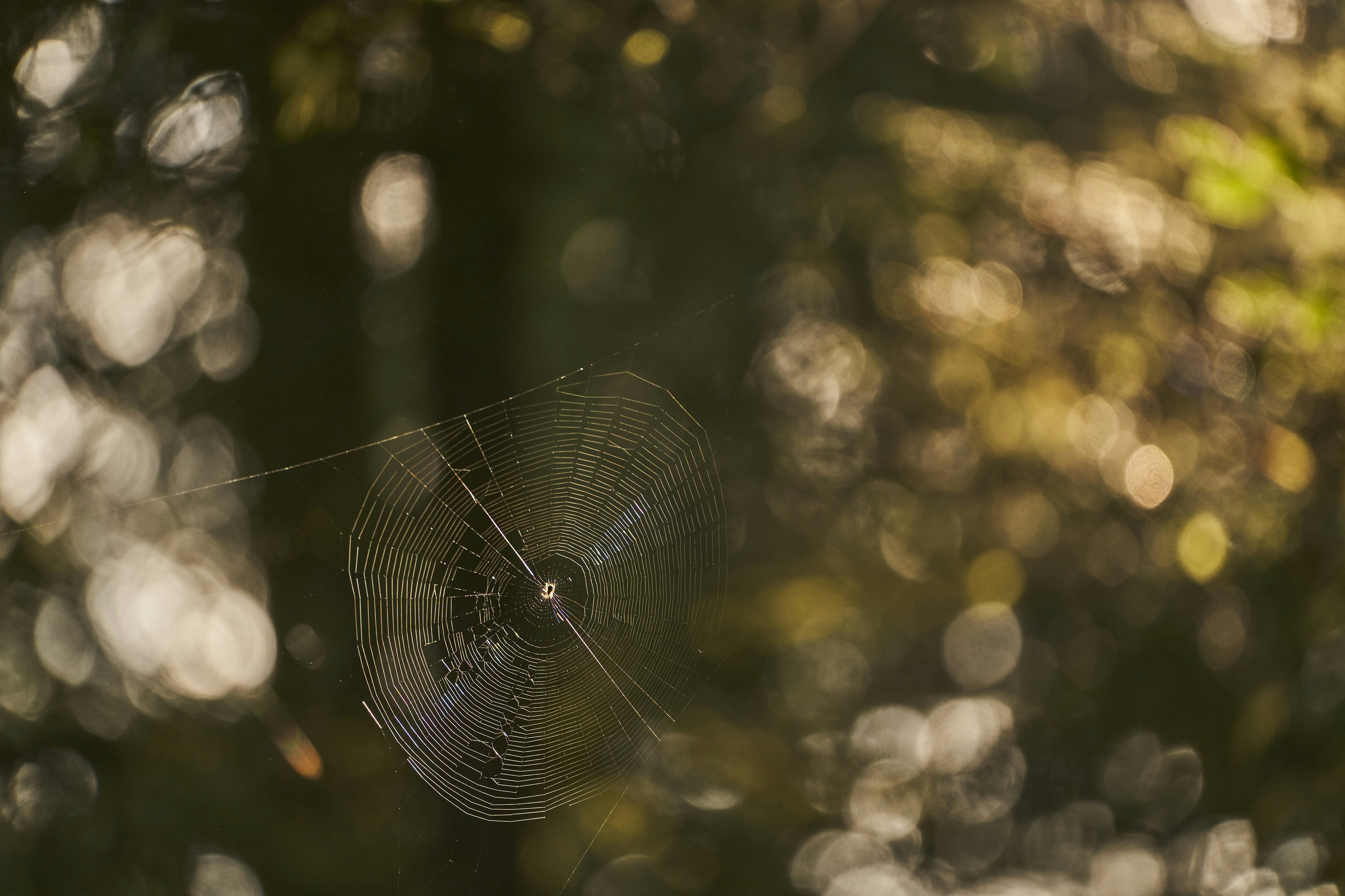 Photo by wolfgang_hasselmann