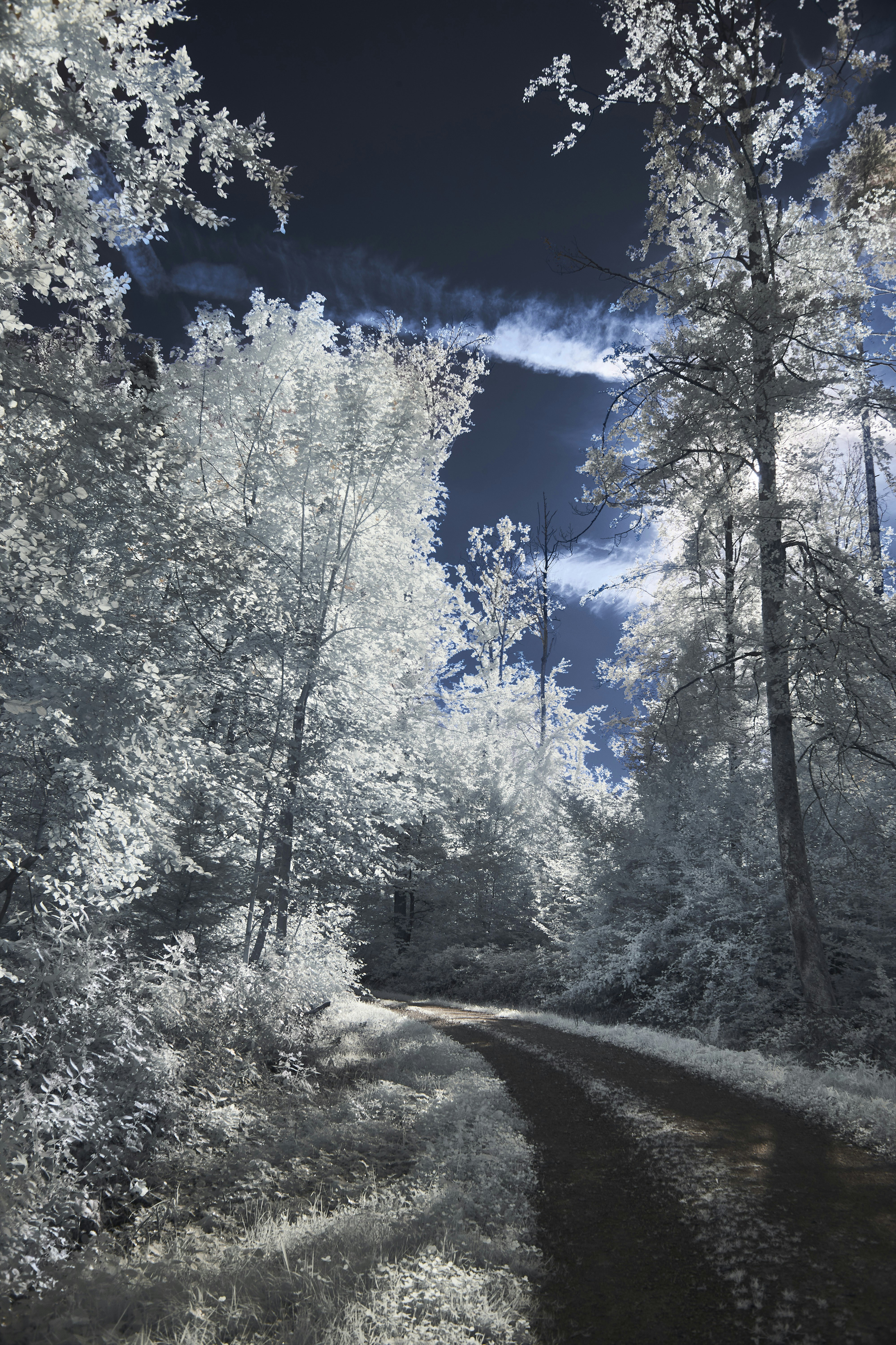 Photo by wolfgang_hasselmann