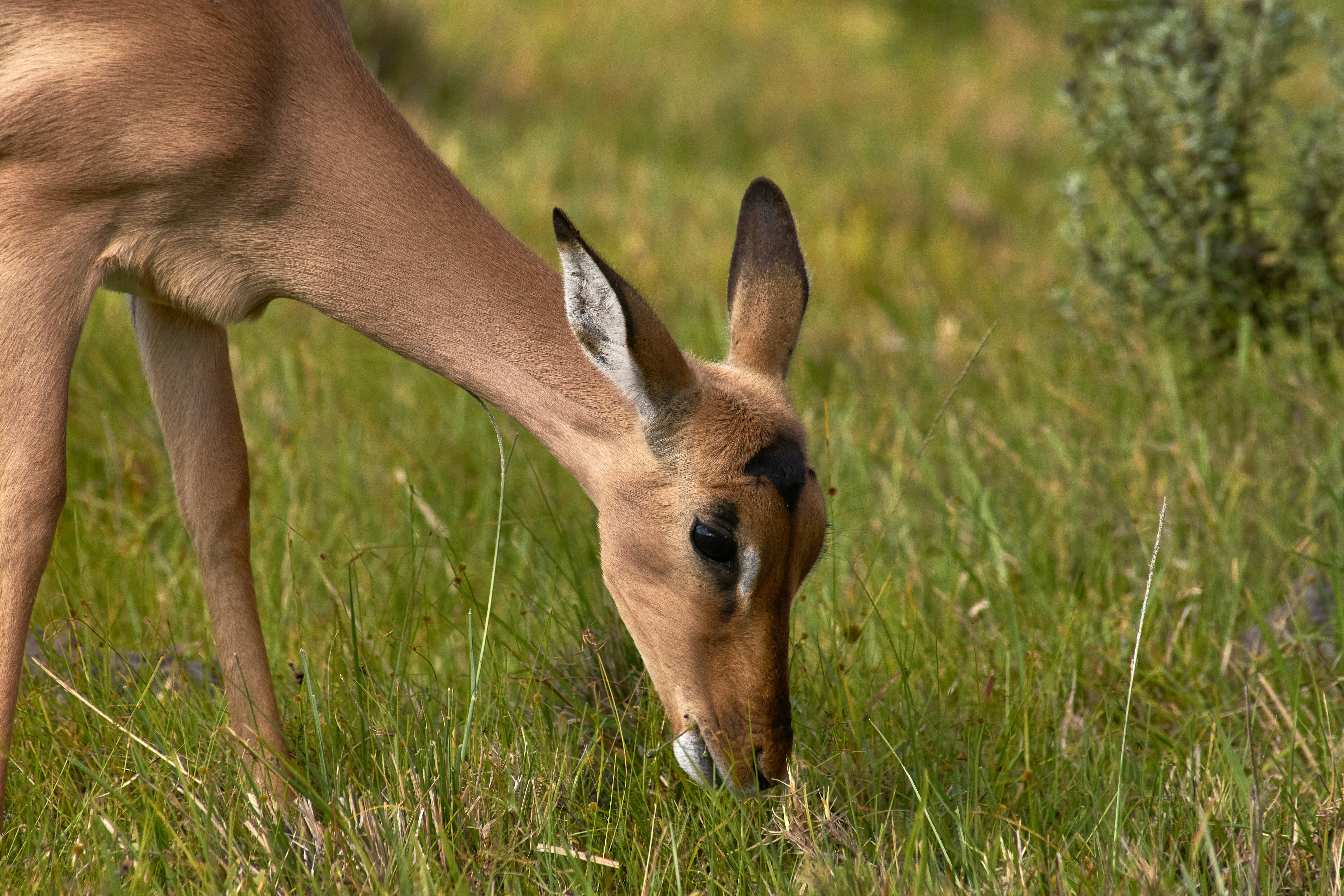 Photo by wolfgang_hasselmann