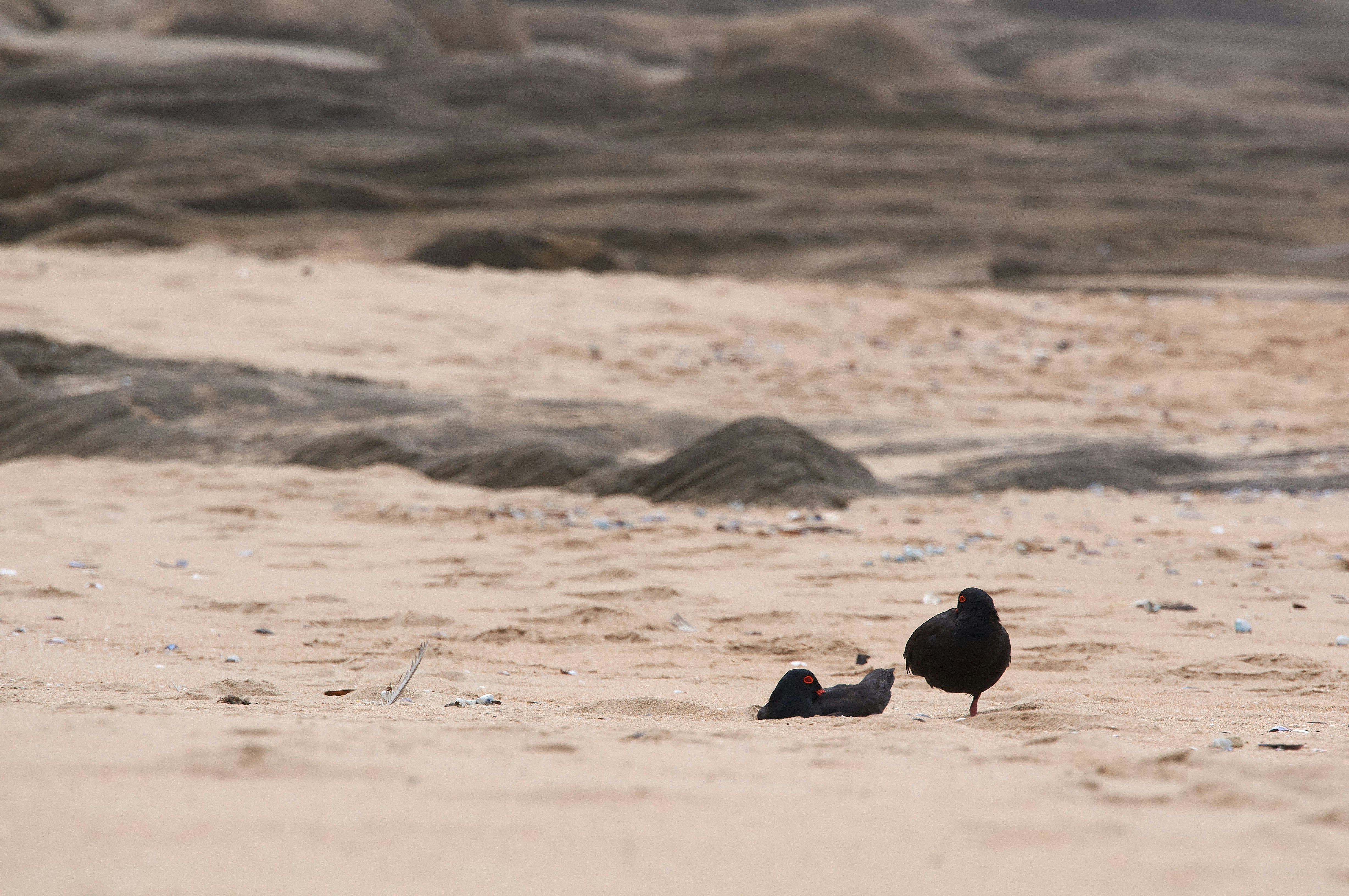 Photo by wolfgang_hasselmann