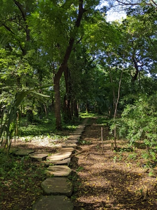 A serene forest clearing bathed in soft sunlight, with a circle of stones symbolizing unity and nature.