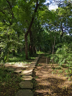 A serene forest path blanketed in warm sunlight and lotus motifs etched in the bark.