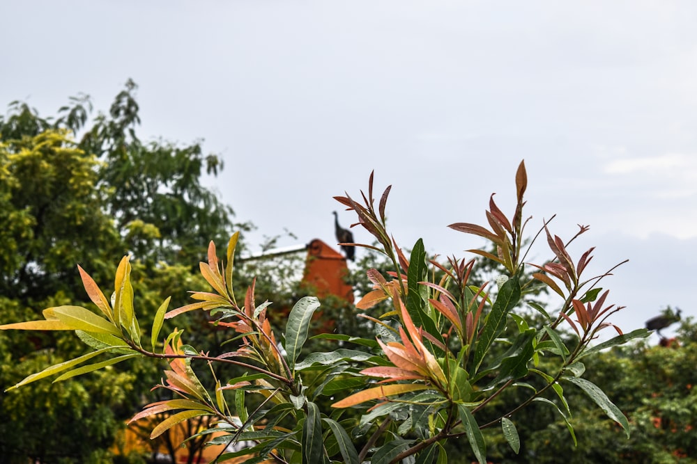 a group of plants with leaves