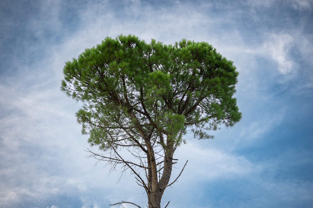 a tree with green leaves