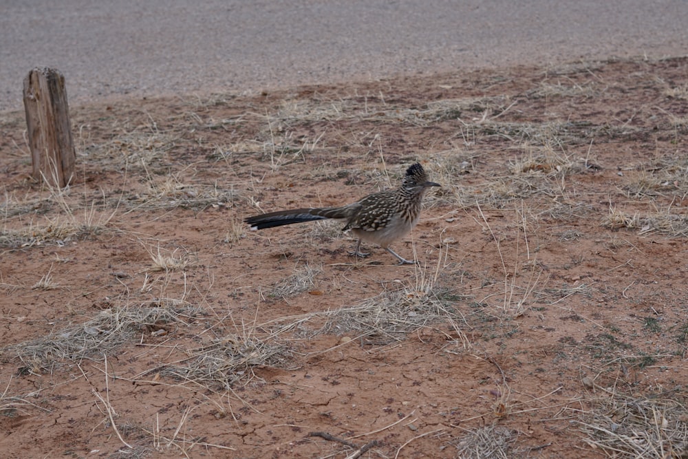 un uccello che cammina sul terreno