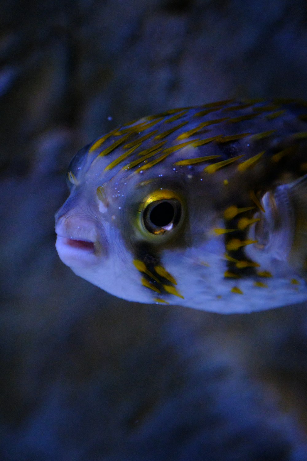 un poisson à la queue rayée jaune et bleue