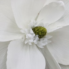 a white flower with a green center