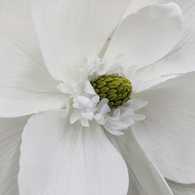 a white flower with a green center