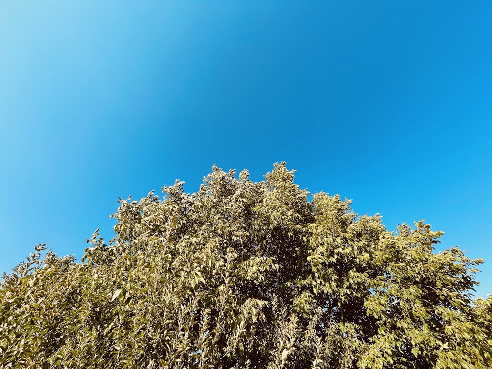 a tree with yellow flowers