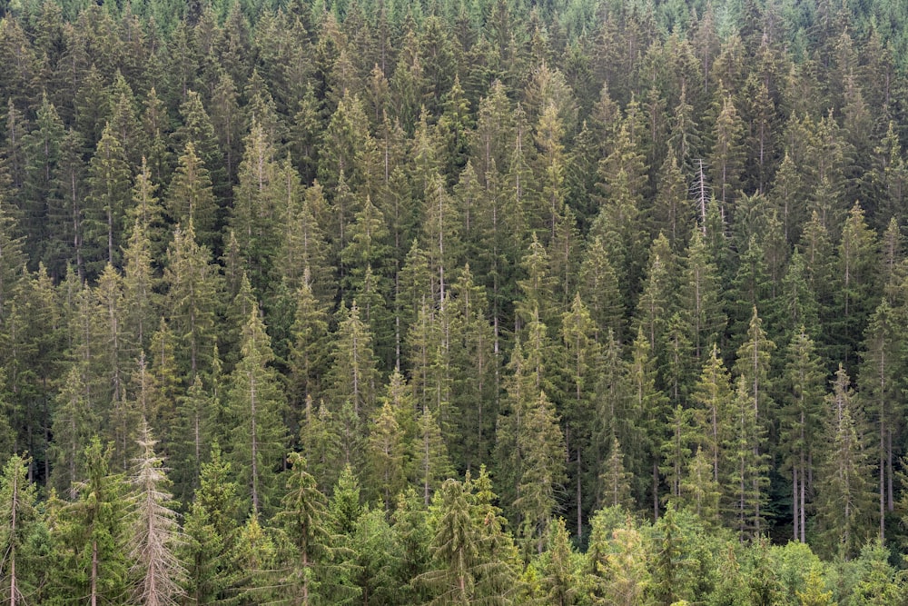 a forest of trees