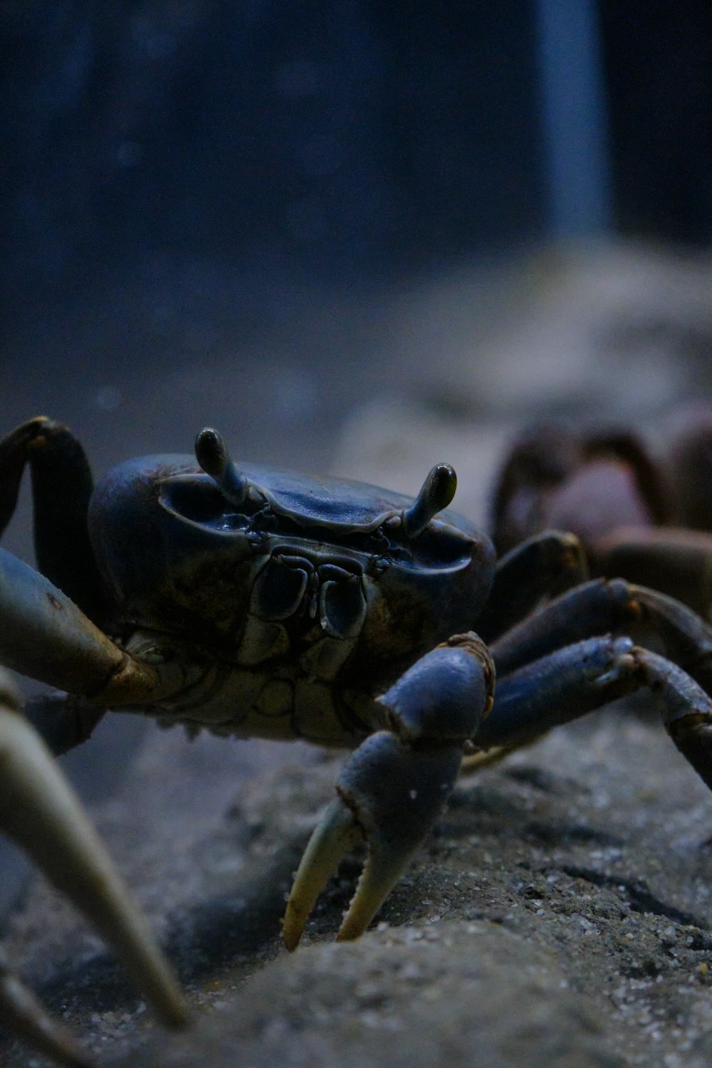 a crab on a rock