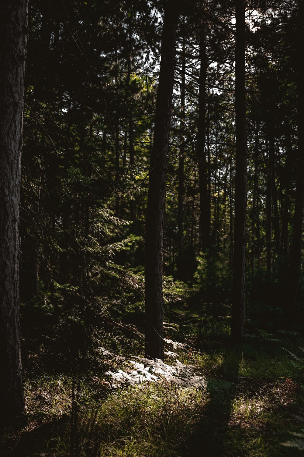 Une forêt arborée