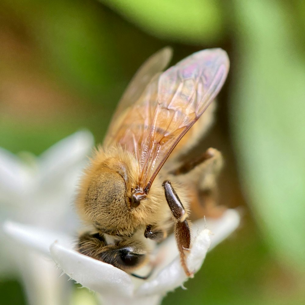 a close up of a bee