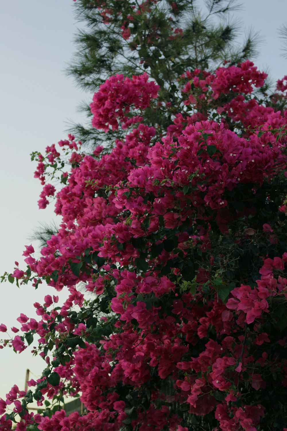 a tree with pink flowers