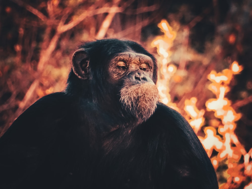 a monkey sitting in a pile of fire