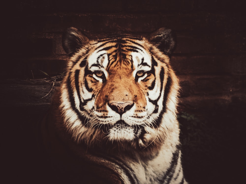 a tiger looking at the camera