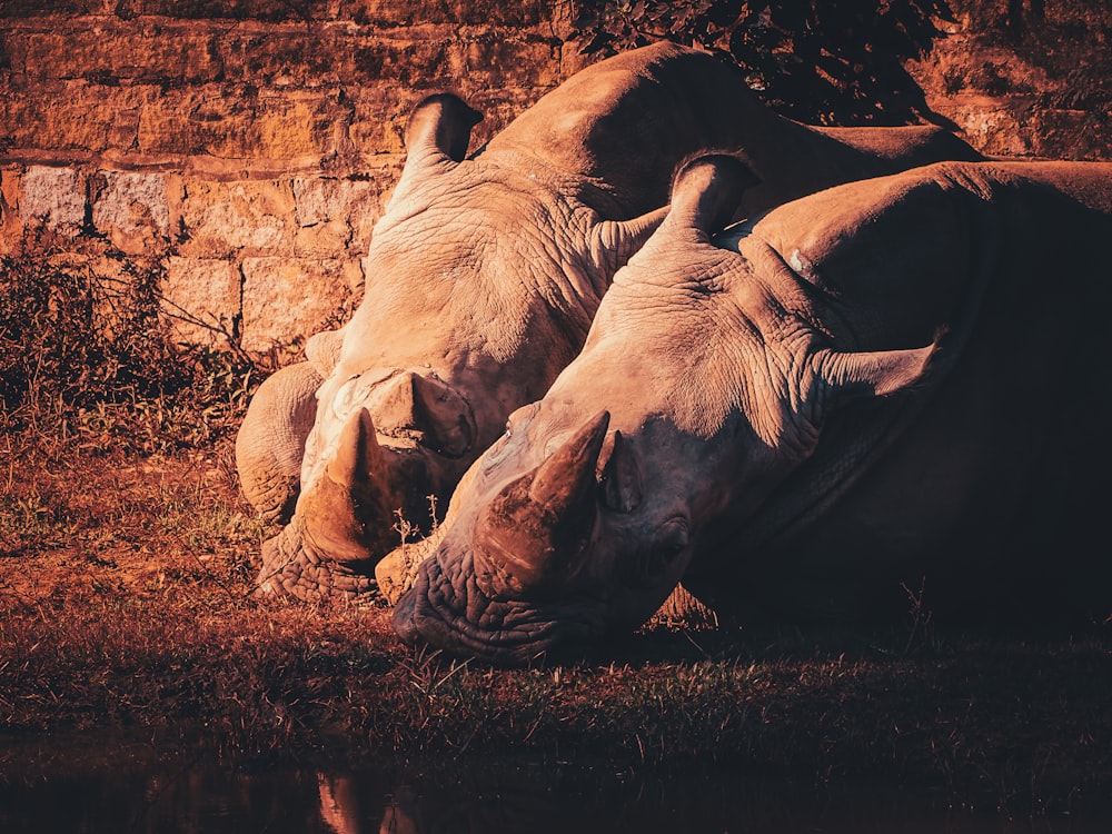 a group of animals lying down