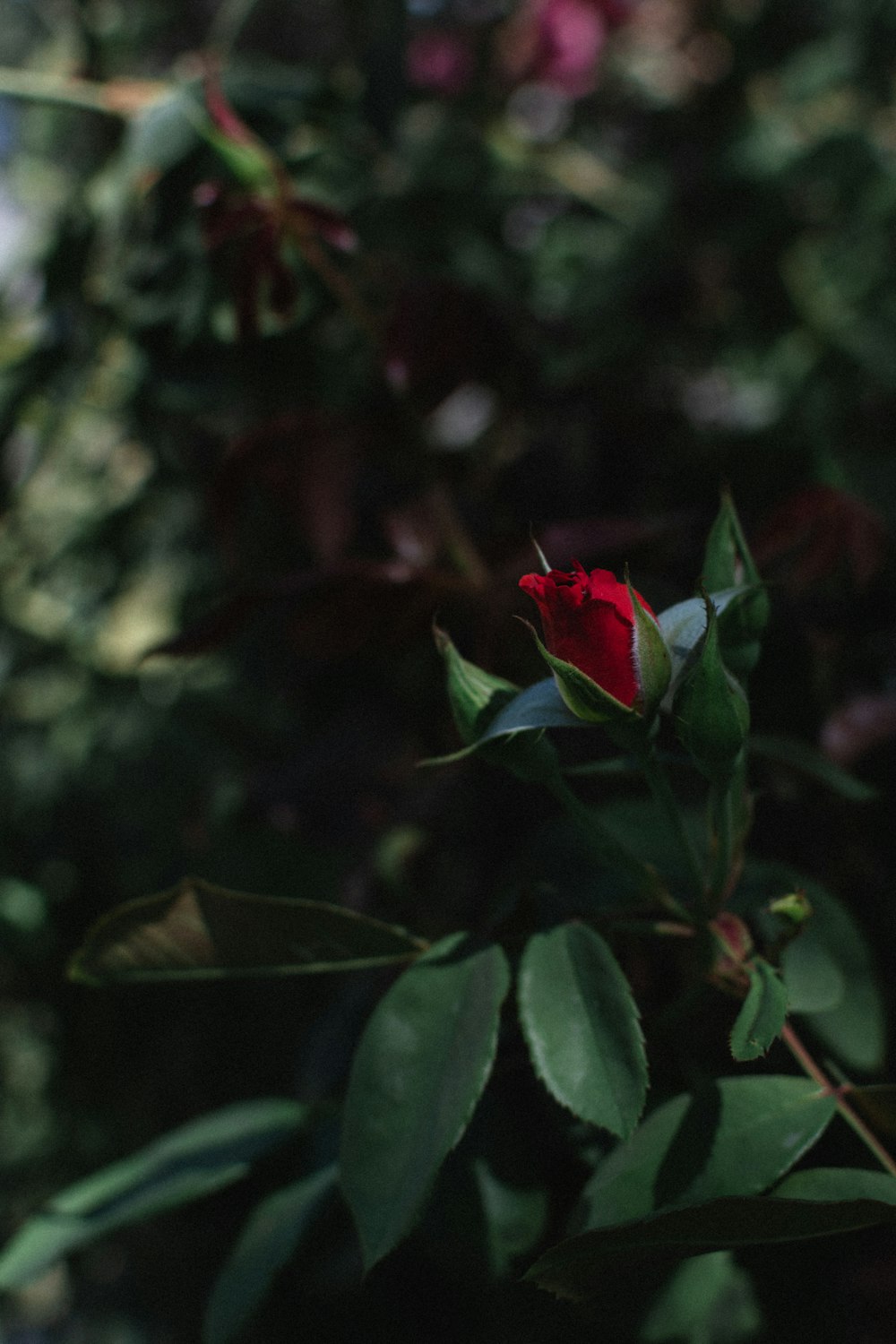 a red rose on a bush