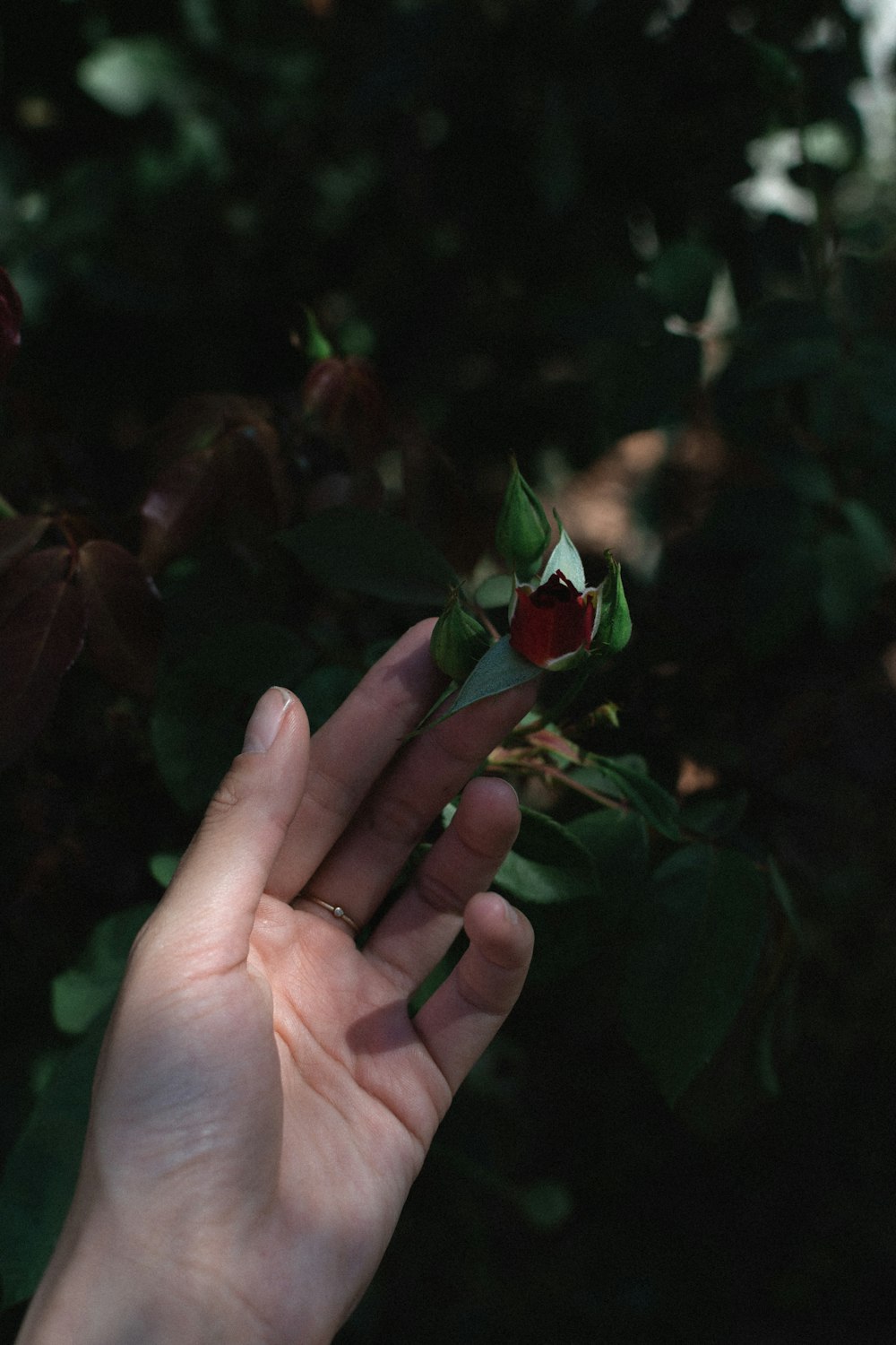 a hand holding a strawberry