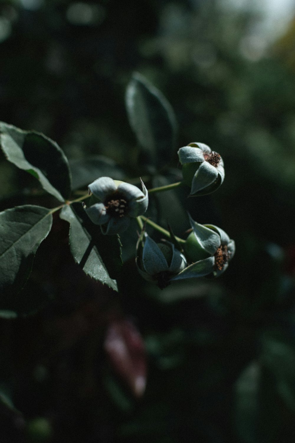 a close up of a flower