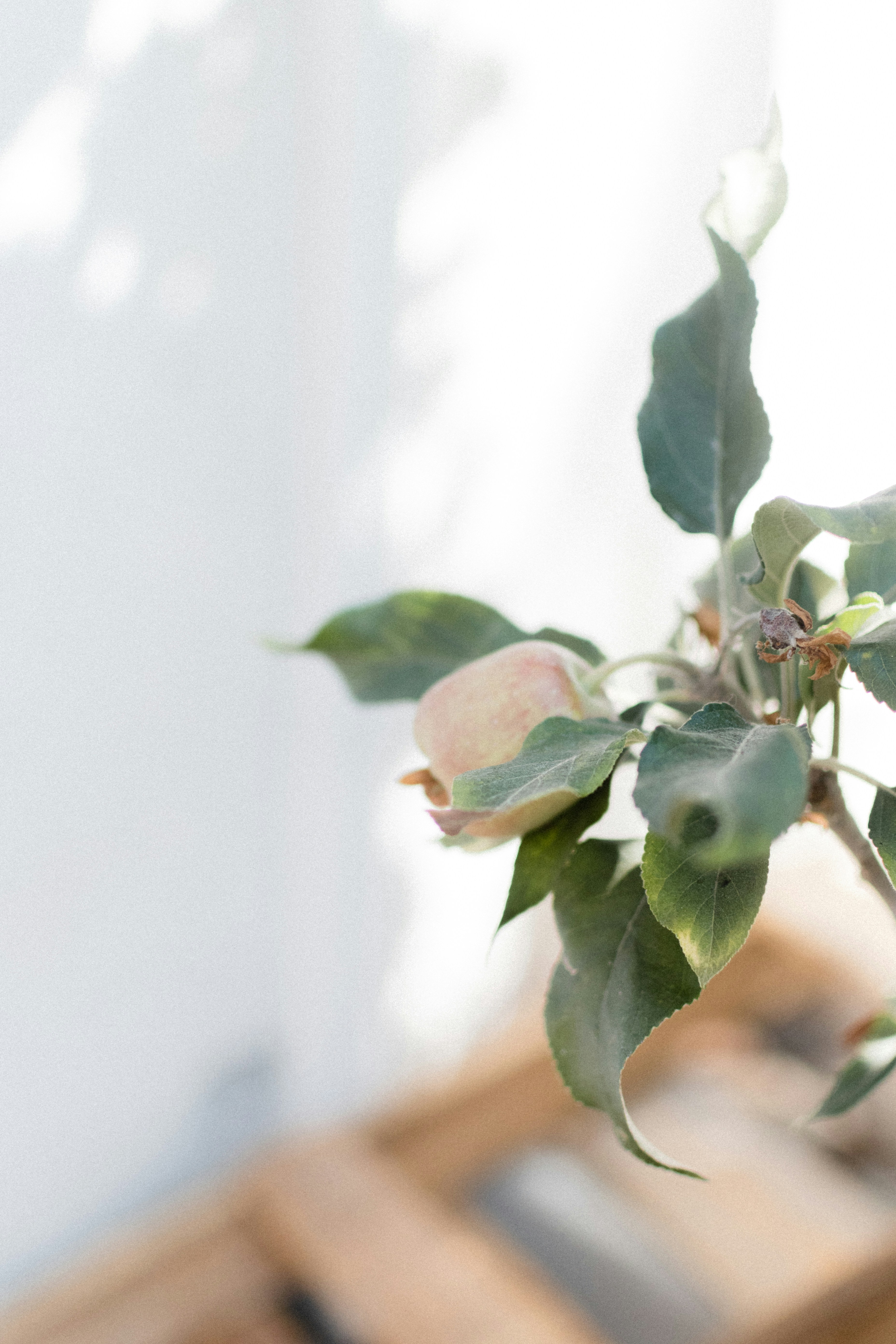 Nahaufnahme einer Pflanze