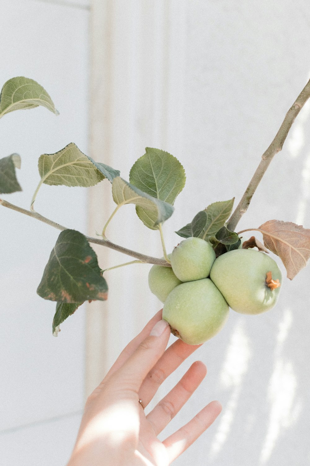 a hand holding a branch with green grapes on it
