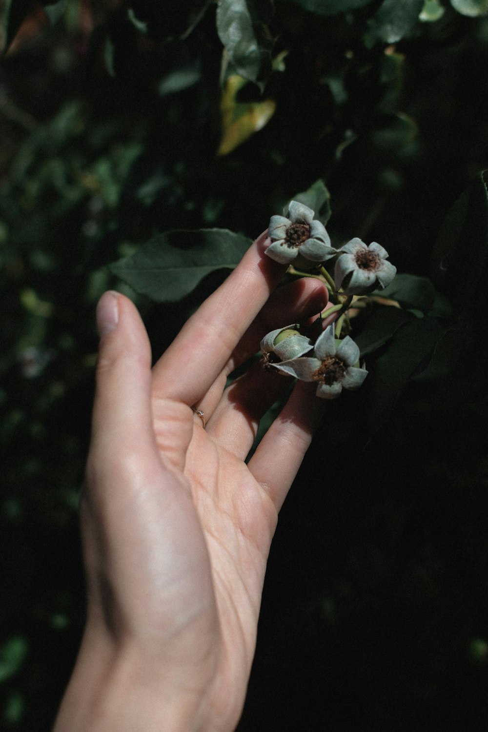 a hand holding a small plant