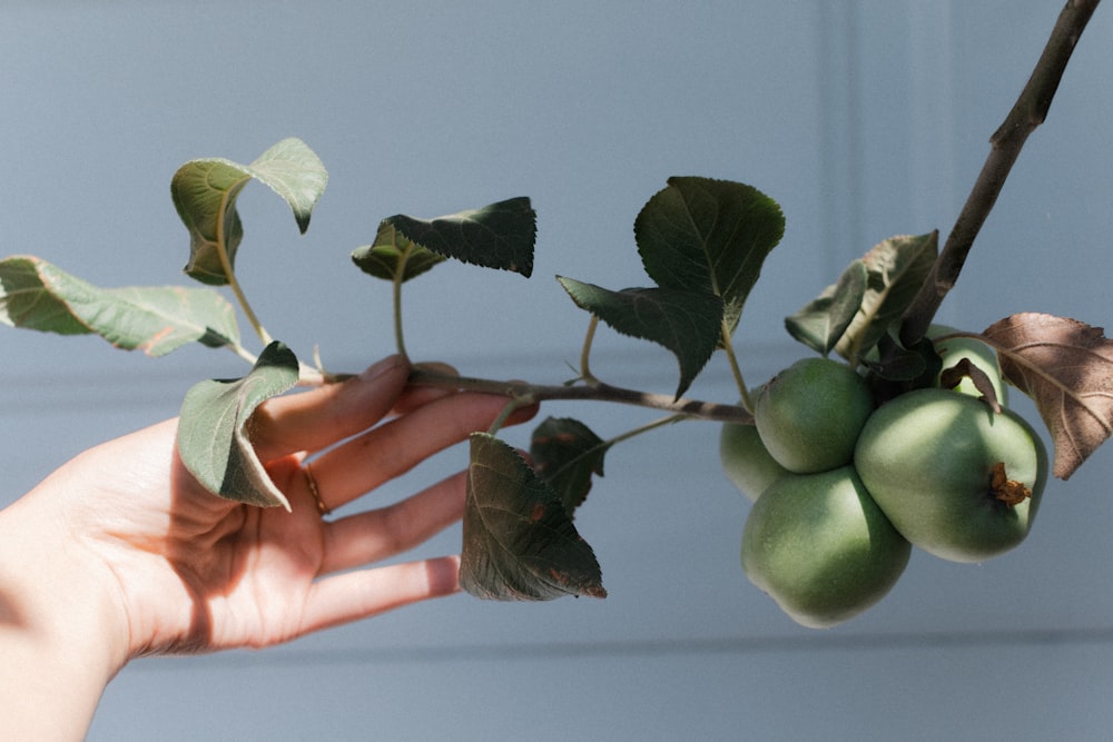 a hand holding a branch with fruit