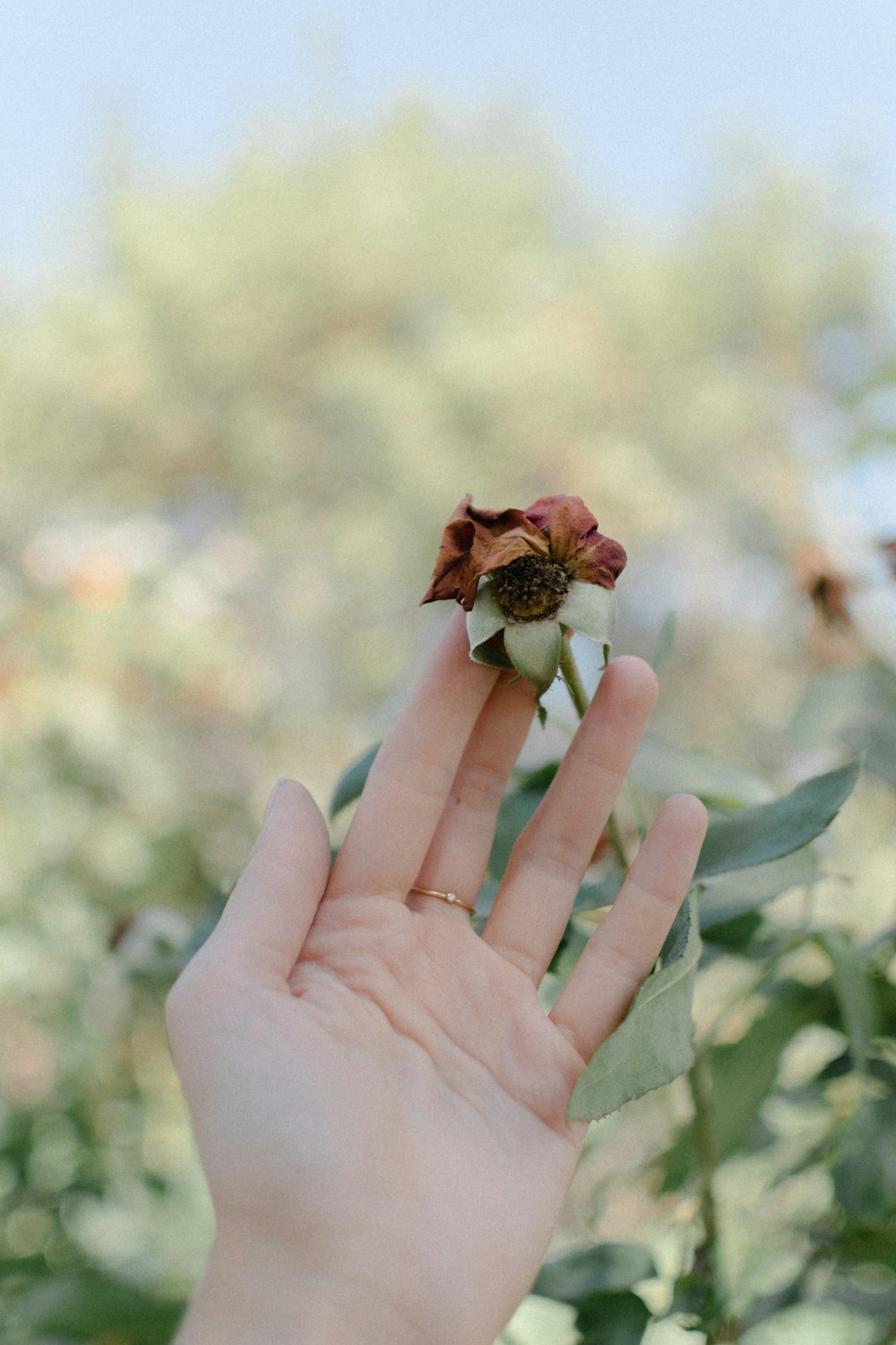 eine Hand, die eine Blume hält