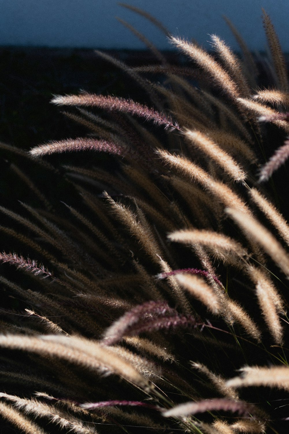 a close up of a plant