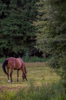 A peaceful horse grazing in a sunlit green pasture at Liderówka farm