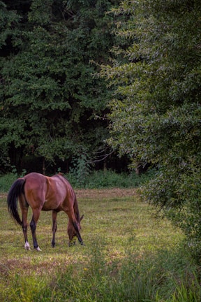 An Appaloosa mare grazing peacefully by the barn.