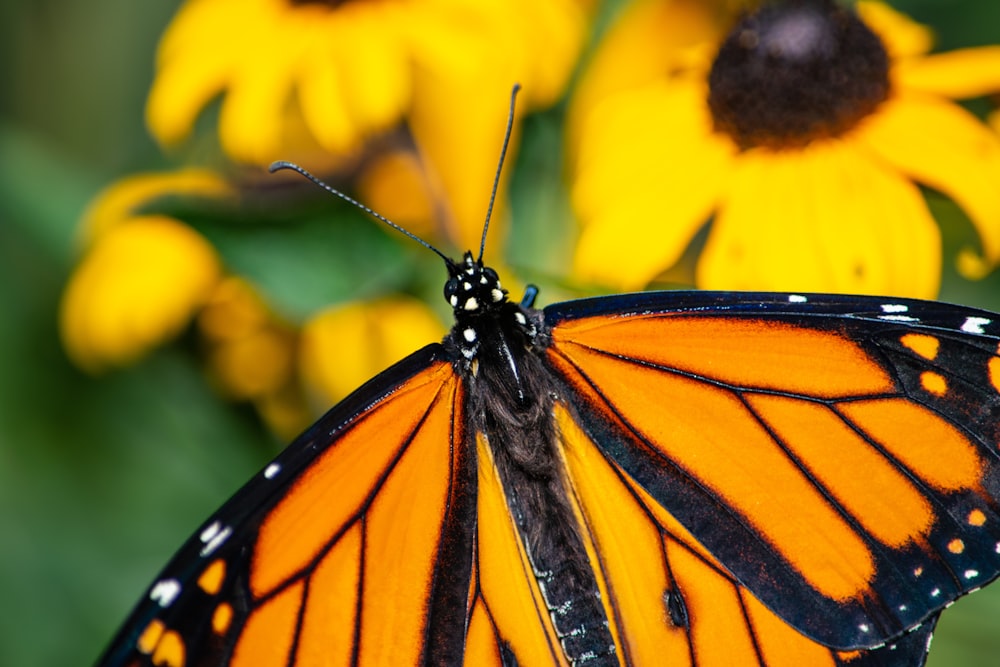 a butterfly on a flower